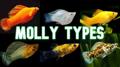 bolly fish|Molly Fish 101: Care, Types, Food, Lifespan & ! .